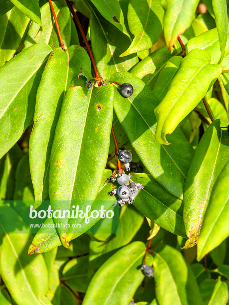 453020 - Heckenkirsche (Lonicera alseuosmoides)