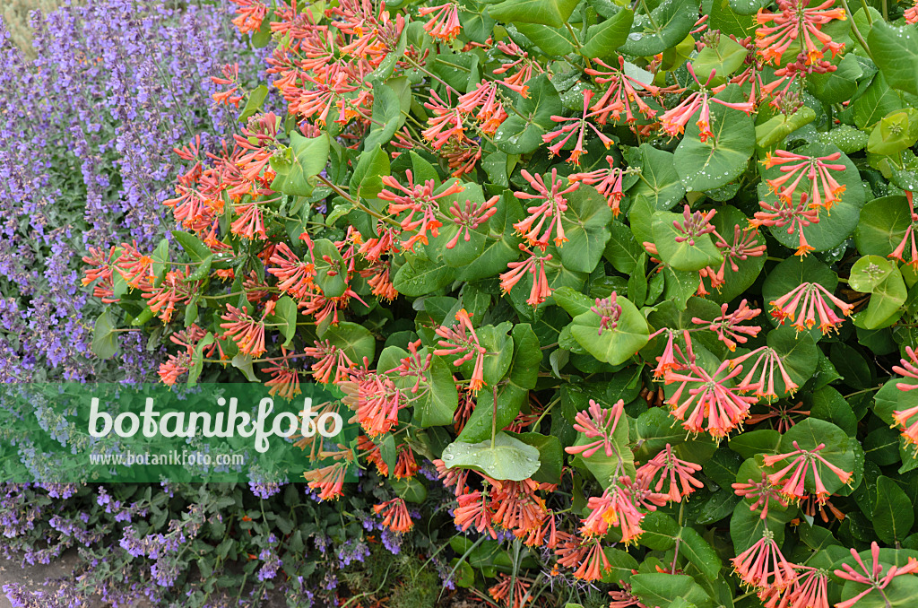 508222 - Heckenkirsche (Lonicera) und Katzenminze (Nepeta)