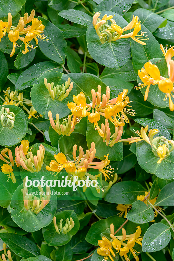 593123 - Heckenkirsche (Lonicera x tellmanniana)