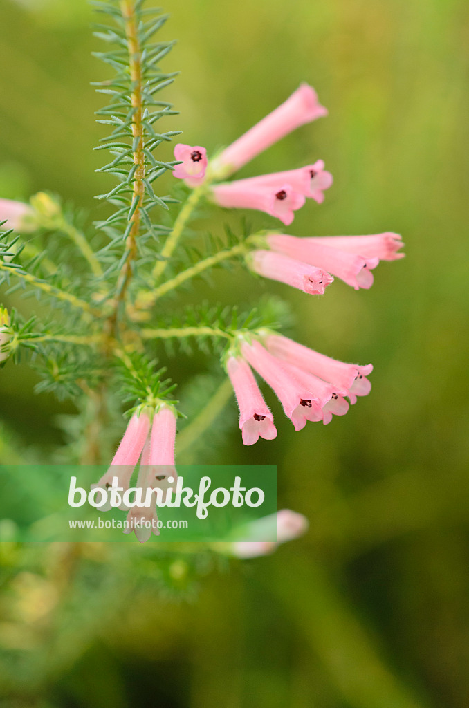 537016 - Heide (Erica curviflora)