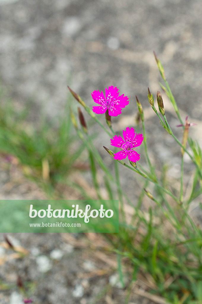 510093 - Heidenelke (Dianthus deltoides)