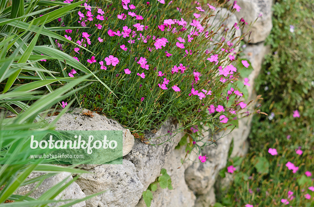 521330 - Heidenelke (Dianthus deltoides) auf einer Trockensteinmauer