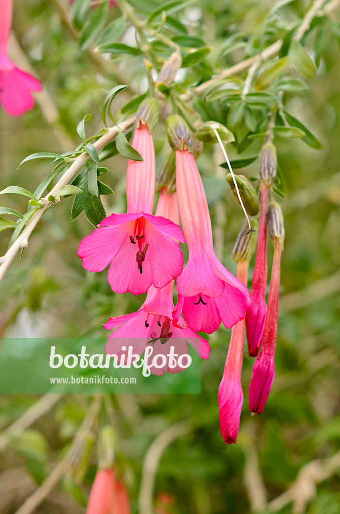 531136 - Heilige Blume der Inka (Cantua buxifolia)