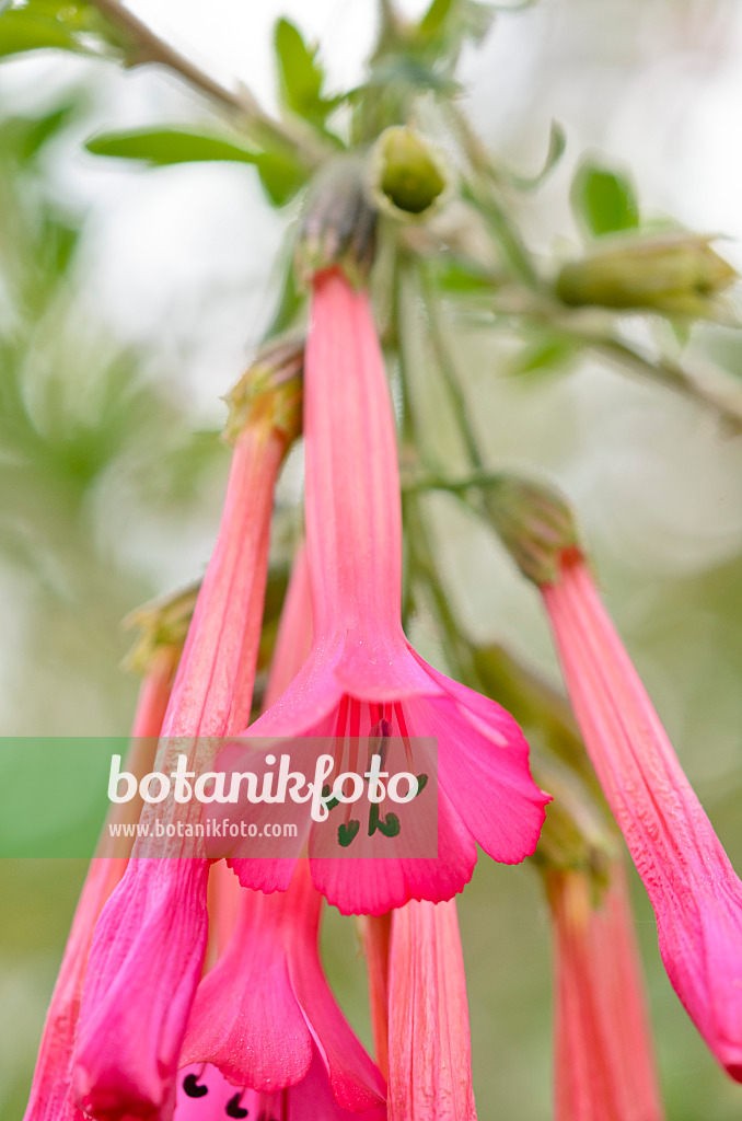 531137 - Heilige Blume der Inka (Cantua buxifolia)