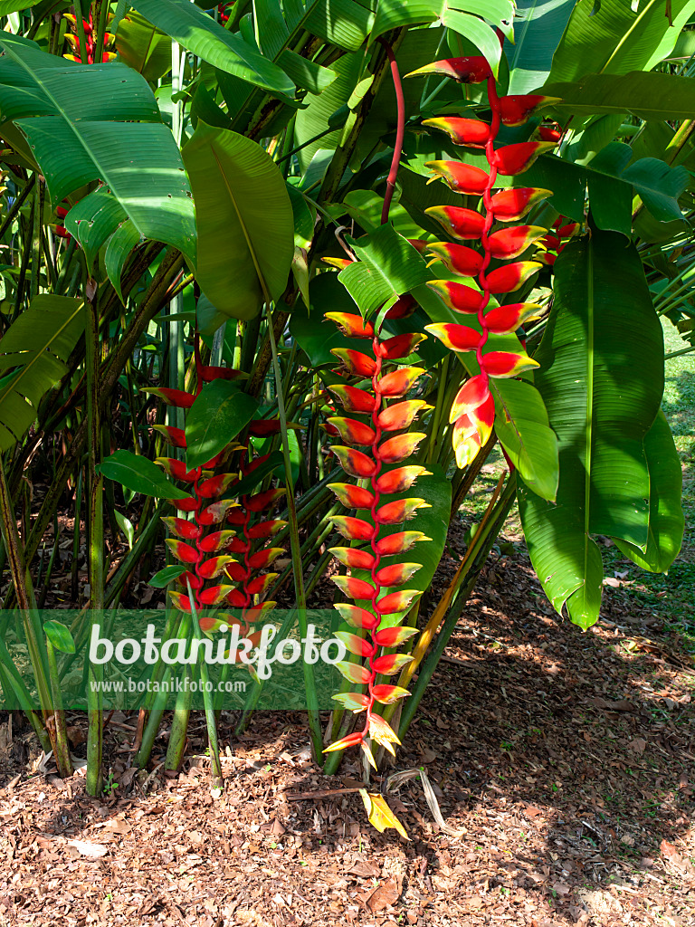 454157 - Helikonie (Heliconia)