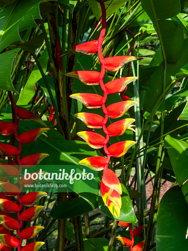 454158 - Helikonie (Heliconia)