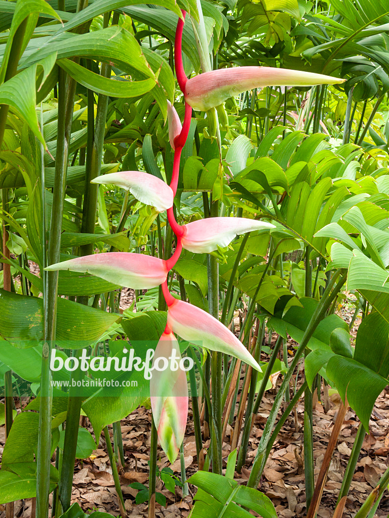 411173 - Helikonie (Heliconia chartacea 'Sexy Pink')