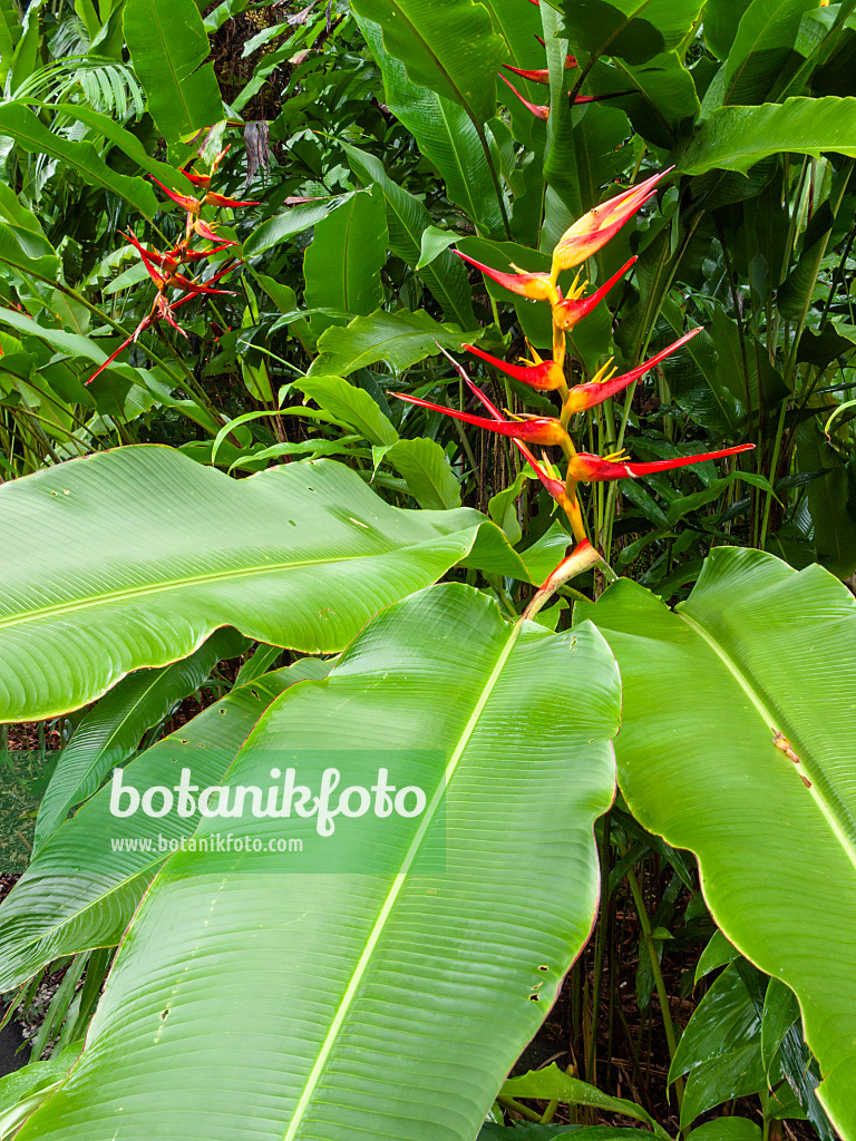 411012 - Helikonie (Heliconia latispatha 'Red-Yellow Gyro')