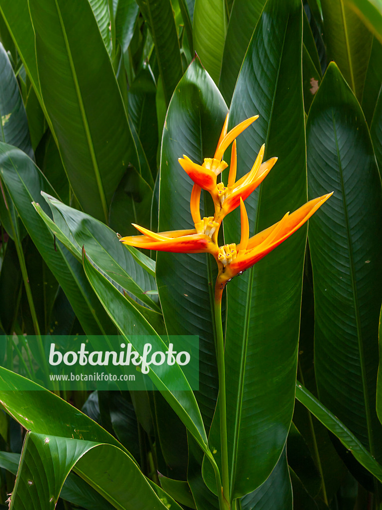 411236 - Helikonie (Heliconia marginata x psittacorum 'Nickeriensis')