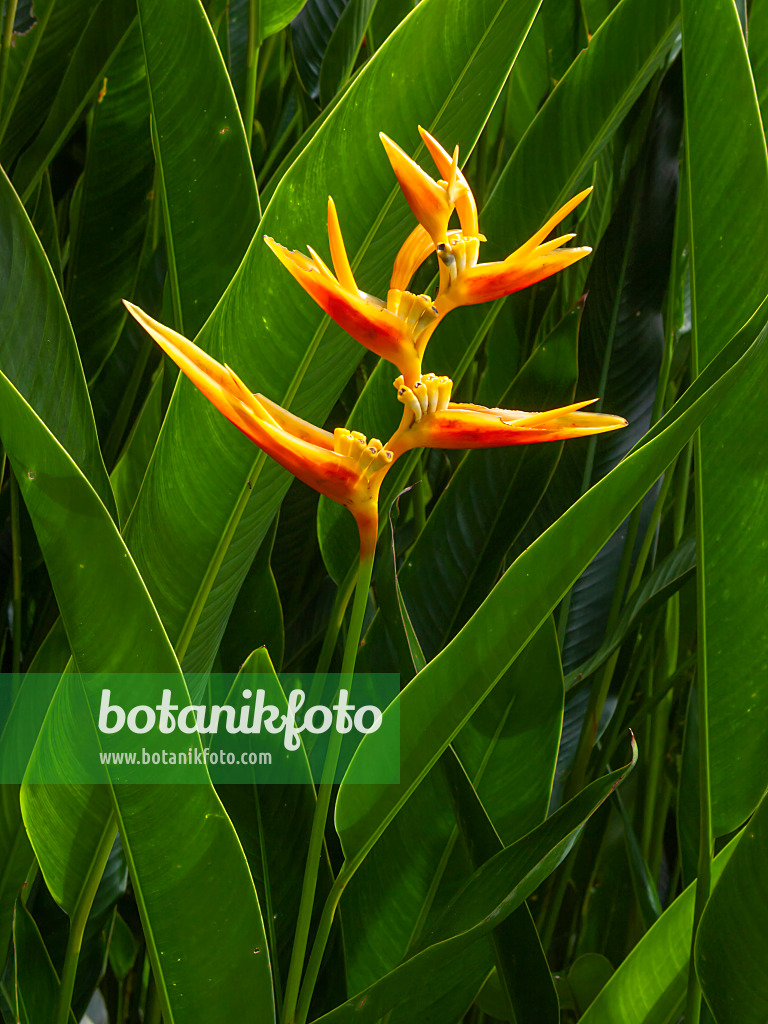 411237 - Helikonie (Heliconia marginata x psittacorum 'Nickeriensis')