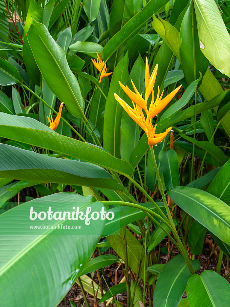 434066 - Helikonie (Heliconia psittacorum x spathocircinata 'Golden Torch')