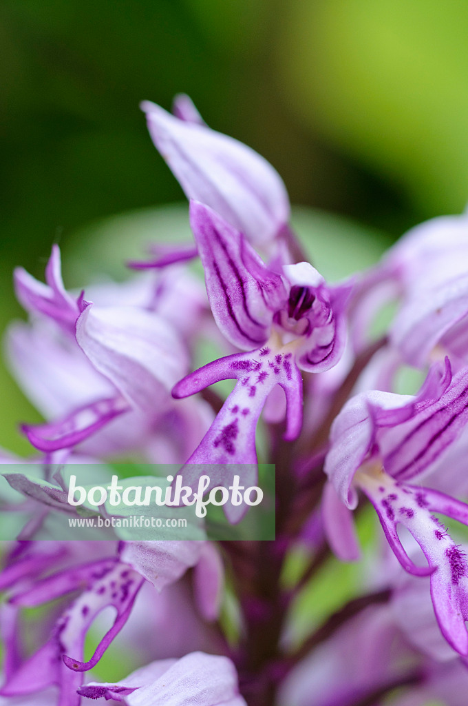 473119 - Helmknabenkraut (Orchis militaris)