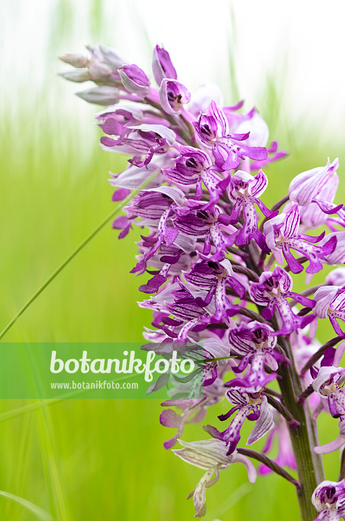 545031 - Helmknabenkraut (Orchis militaris)