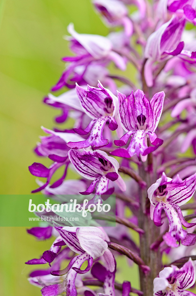 545033 - Helmknabenkraut (Orchis militaris)