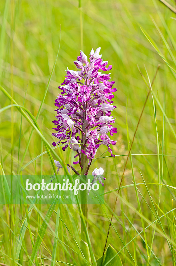 545034 - Helmknabenkraut (Orchis militaris)