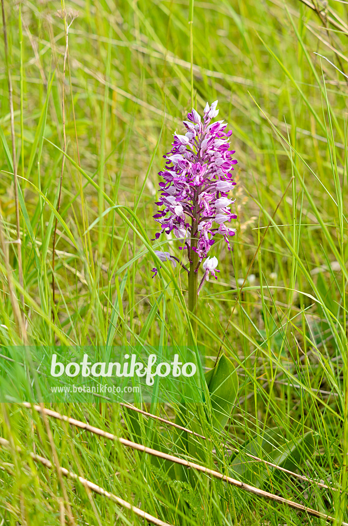 545035 - Helmknabenkraut (Orchis militaris)