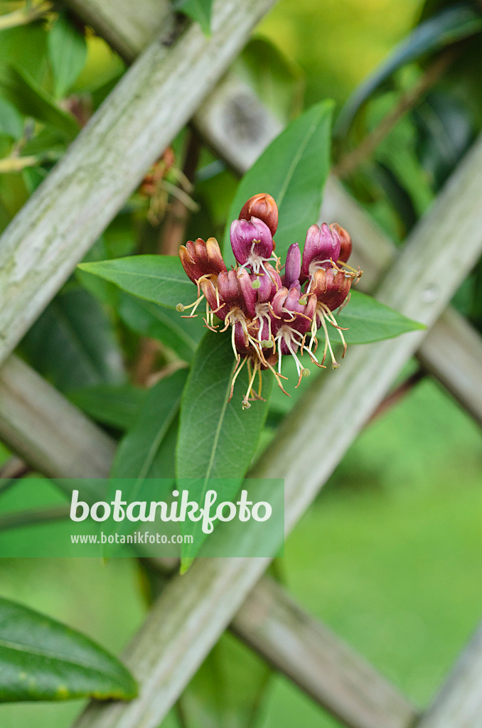 497049 - Henrys Heckenkirsche (Lonicera henryi)