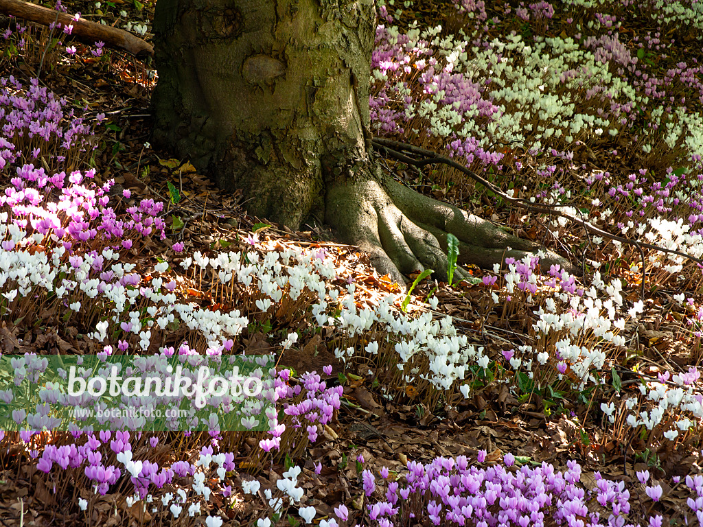 441161 - Herbstalpenveilchen (Cyclamen hederifolium syn. Cyclamen neapolitanum)