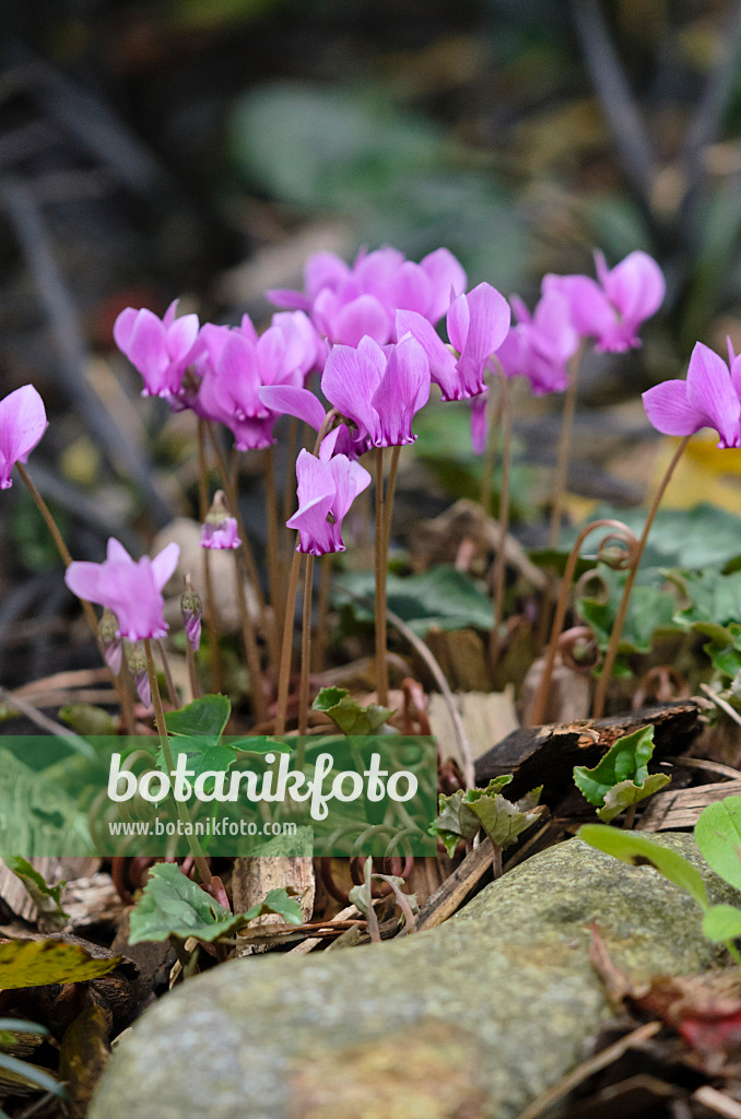 524187 - Herbstalpenveilchen (Cyclamen hederifolium syn. Cyclamen neapolitanum)