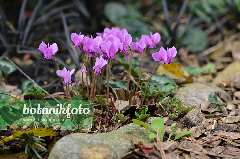 524188 - Herbstalpenveilchen (Cyclamen hederifolium syn. Cyclamen neapolitanum)