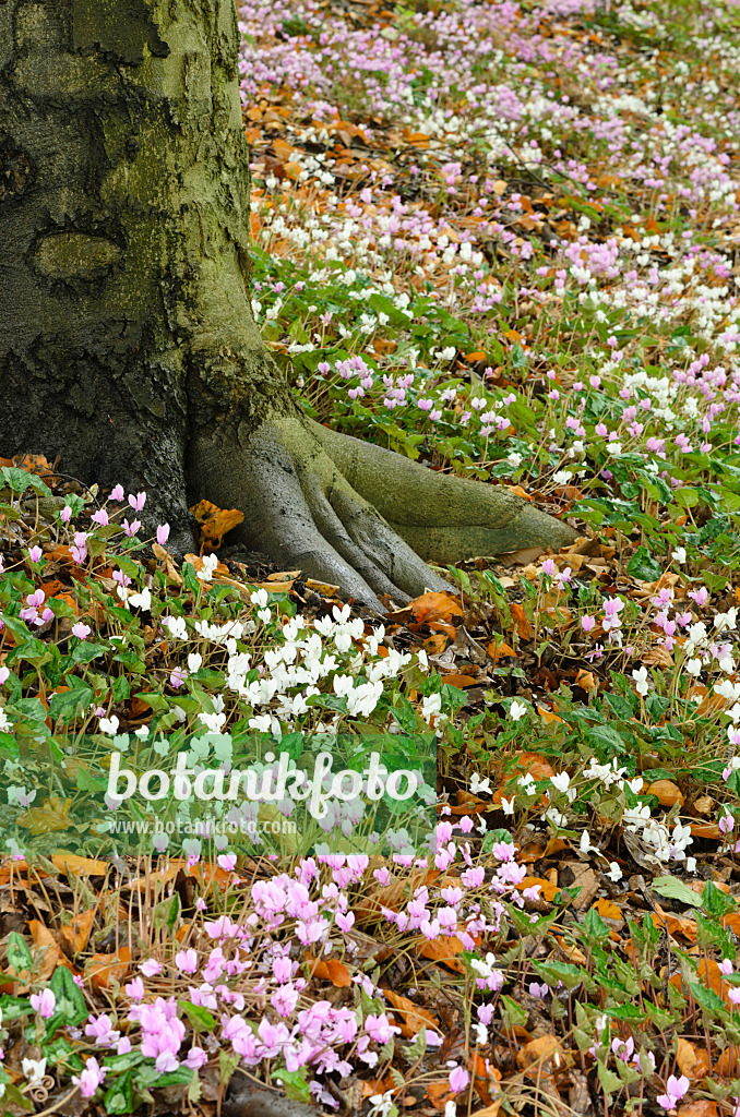 525117 - Herbstalpenveilchen (Cyclamen hederifolium syn. Cyclamen neapolitanum)