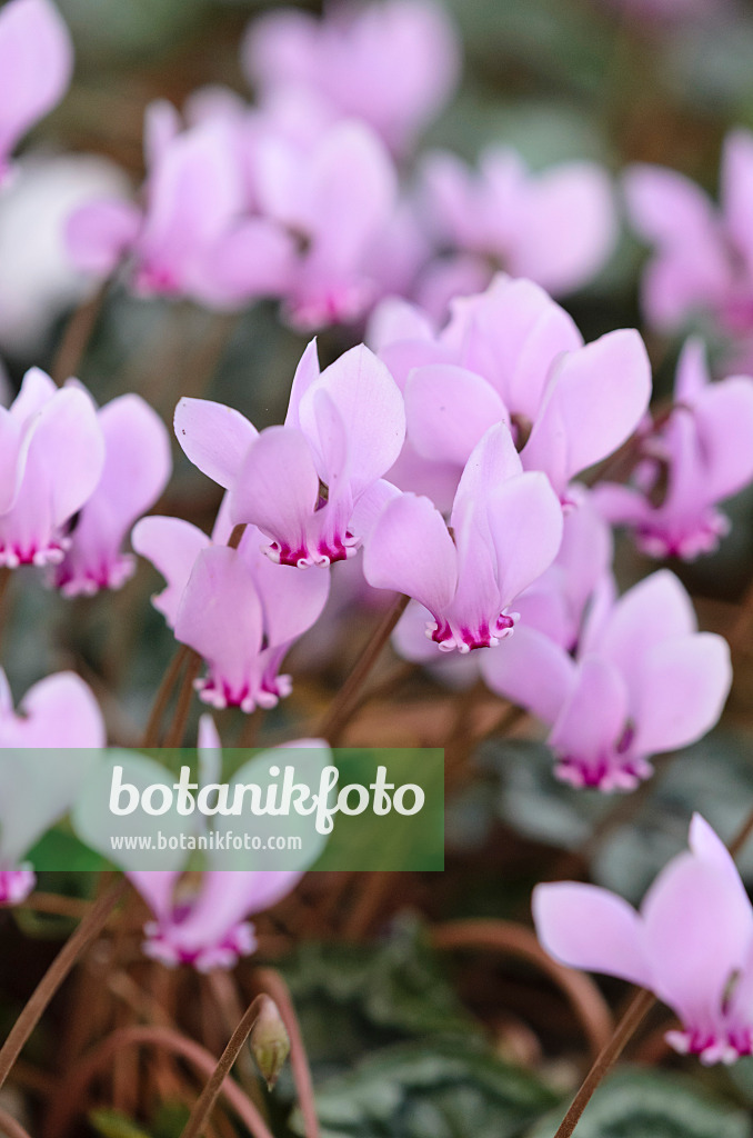 525373 - Herbstalpenveilchen (Cyclamen hederifolium syn. Cyclamen neapolitanum)