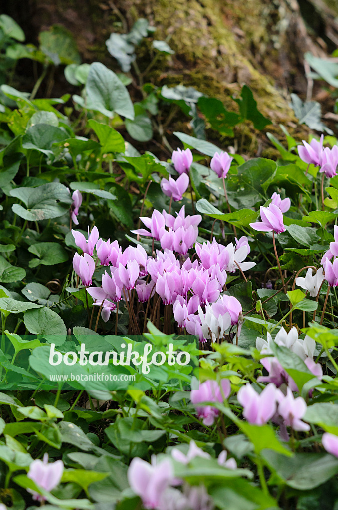 535084 - Herbstalpenveilchen (Cyclamen hederifolium syn. Cyclamen neapolitanum)