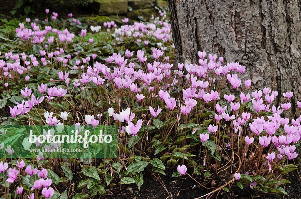 549088 - Herbstalpenveilchen (Cyclamen hederifolium syn. Cyclamen neapolitanum)