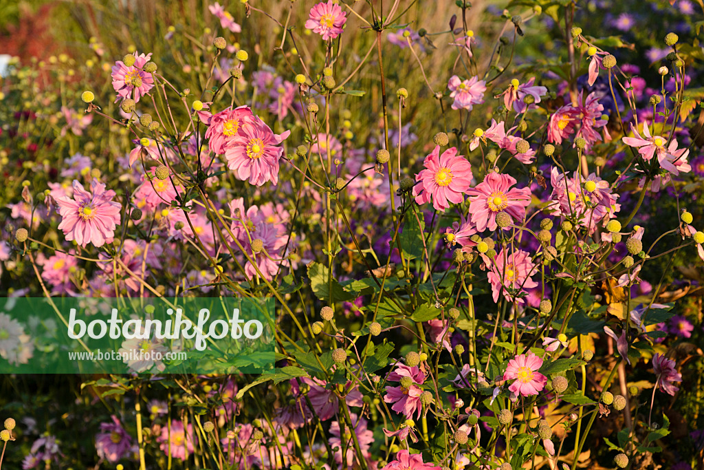 489059 - Herbstanemone (Anemone hupehensis var. japonica 'Bressingham Glow')