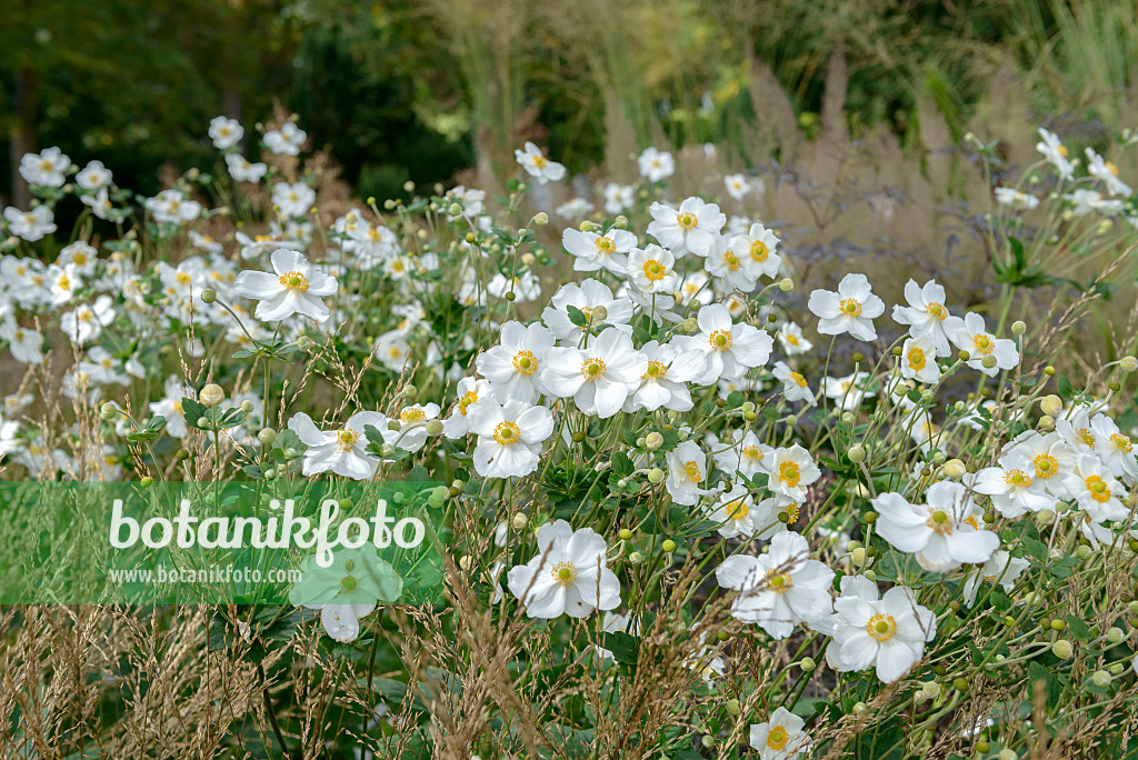 575017 - Herbstanemone (Anemone hupehensis var. japonica 'Honorine Jobert')