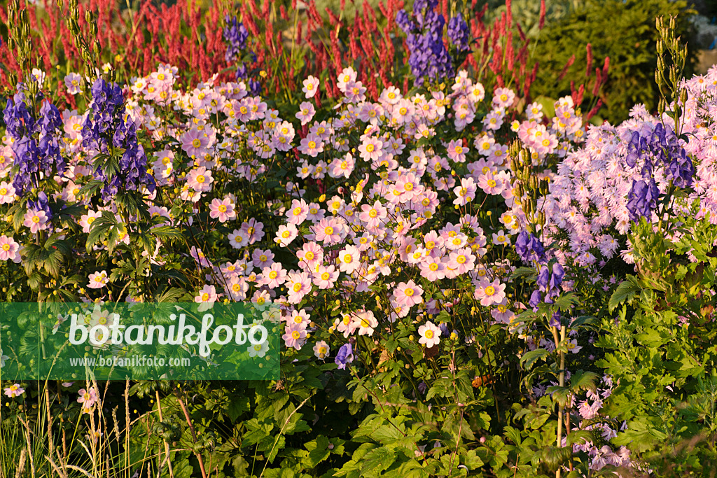 489063 - Herbstanemone (Anemone tomentosa 'Serenade') und Chinesischer Eisenhut (Aconitum carmichaelii 'Arendsii' syn. Aconitum arendsii)