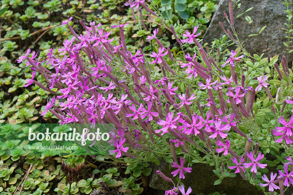 559143 - Herbstleimkraut (Silene schafta)