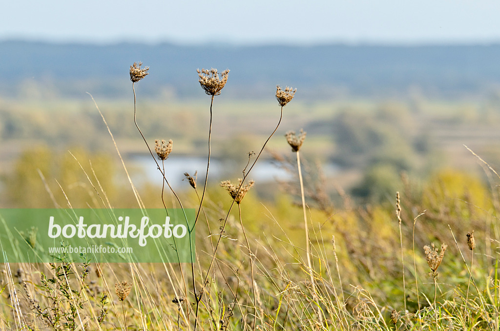 501126 - Herbstliche Oderhänge bei Gartz, Nationalpark Unteres Odertal, Deutschland