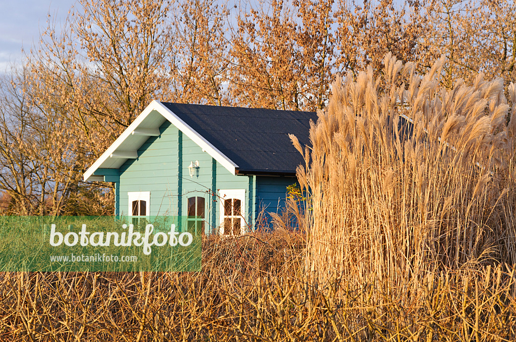 467063 - Herbstlicher Kleingarten mit blauer Gartenlaube