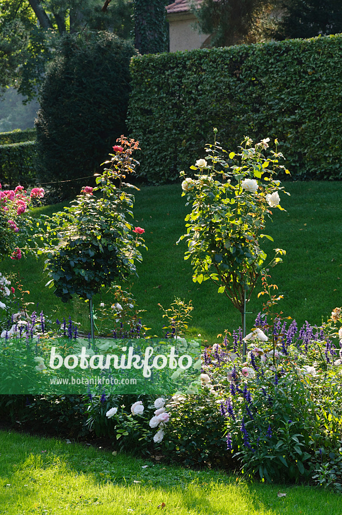 476196 - Herbstlicher Rosengarten mit Hochstammrosen