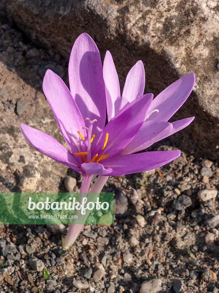 405039 - Herbstzeitlose (Colchicum autumnale)