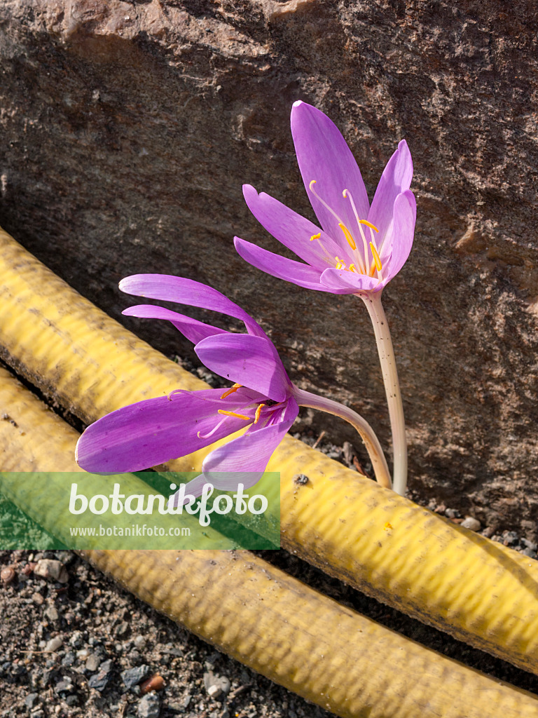 406001 - Herbstzeitlose (Colchicum autumnale)