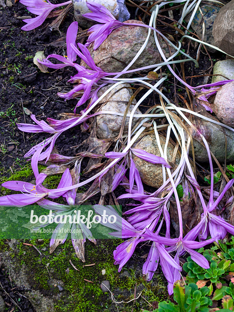 430098 - Herbstzeitlose (Colchicum autumnale)