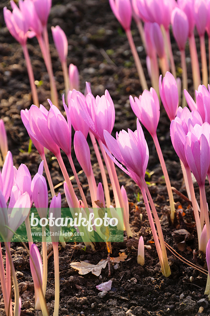 488078 - Herbstzeitlose (Colchicum autumnale)