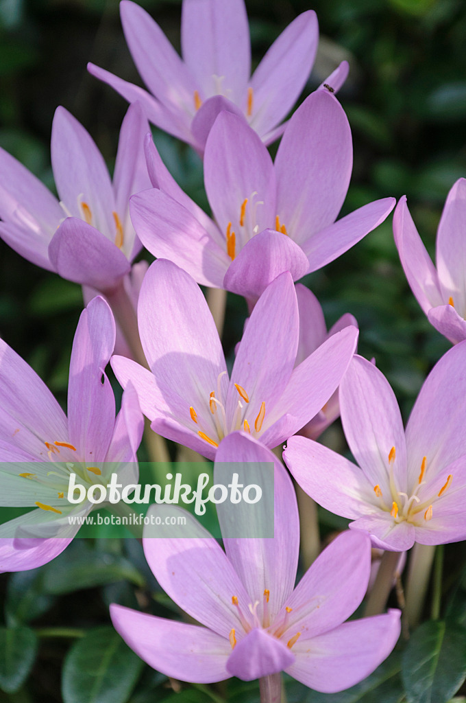 488089 - Herbstzeitlose (Colchicum autumnale)