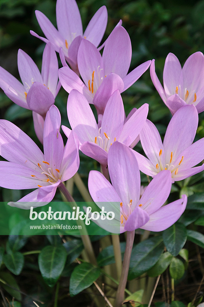 488090 - Herbstzeitlose (Colchicum autumnale)