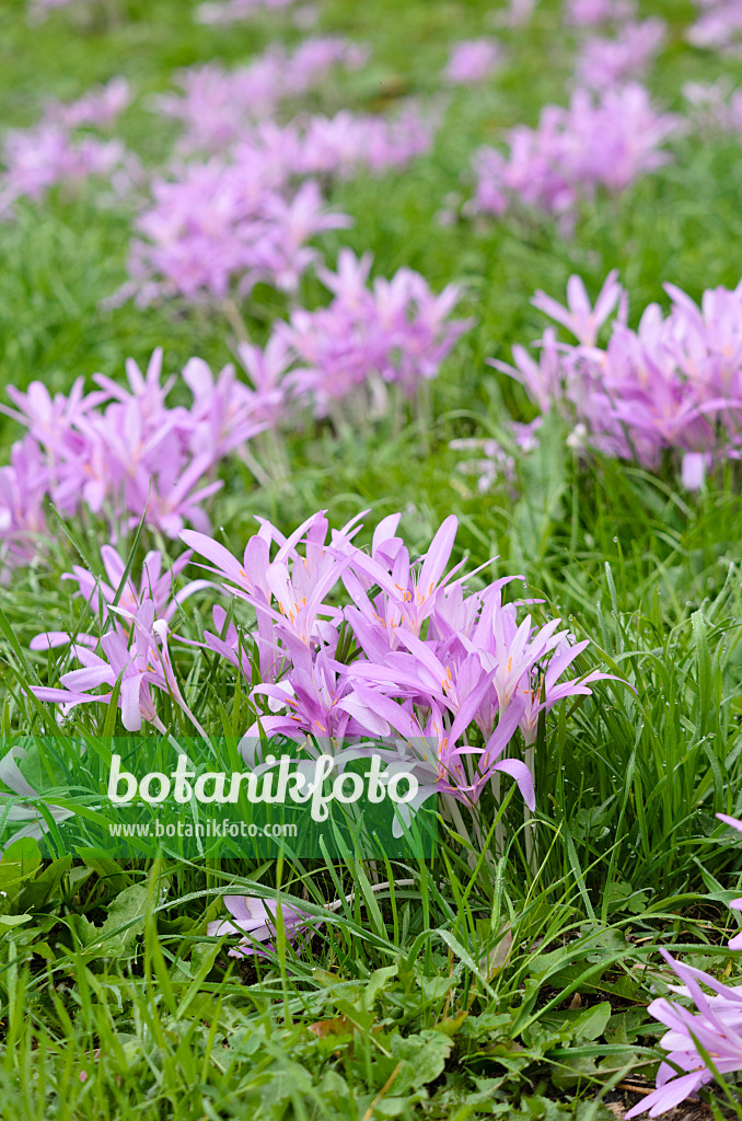 525122 - Herbstzeitlose (Colchicum autumnale)