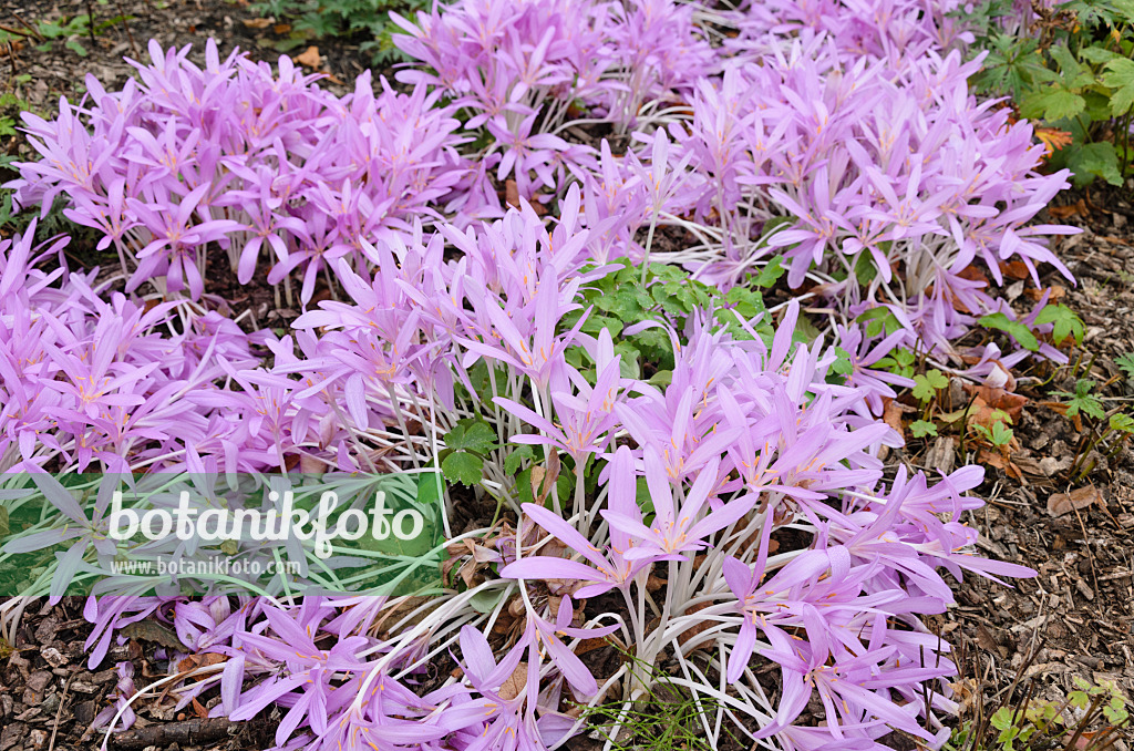 525125 - Herbstzeitlose (Colchicum autumnale)