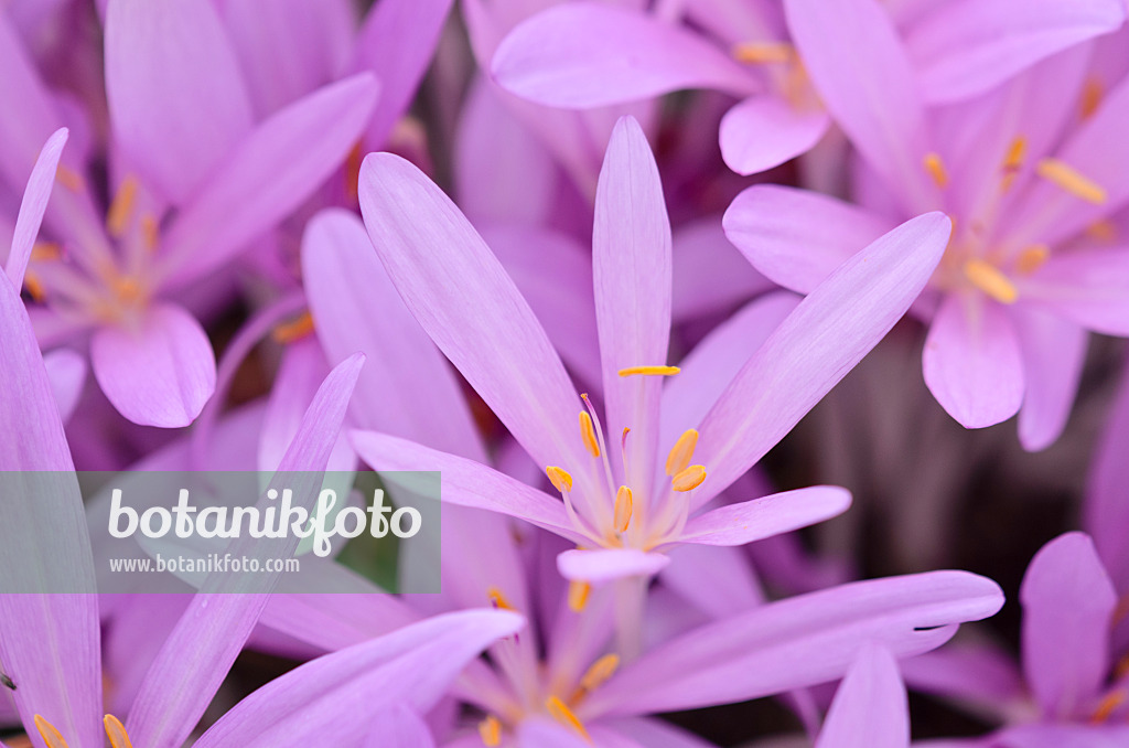 525168 - Herbstzeitlose (Colchicum autumnale)