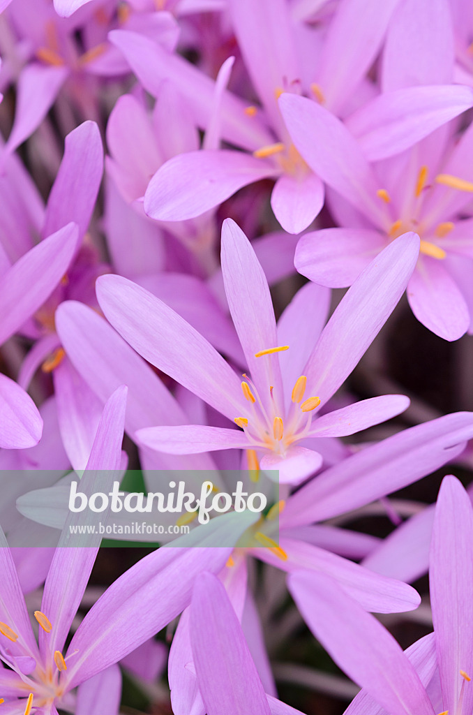 525169 - Herbstzeitlose (Colchicum autumnale)