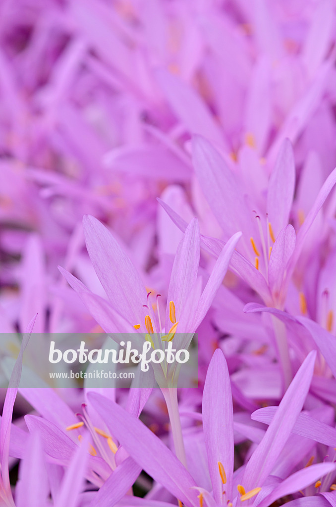 525170 - Herbstzeitlose (Colchicum autumnale)