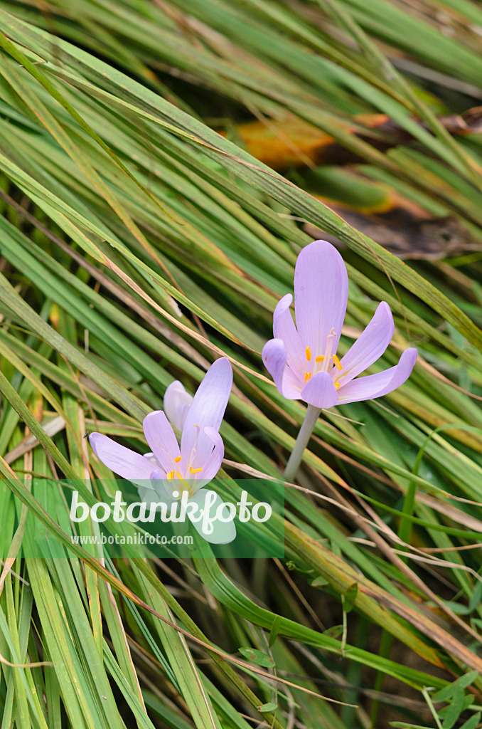 536156 - Herbstzeitlose (Colchicum autumnale)