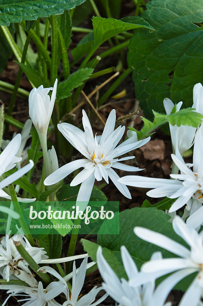 512108 - Herbstzeitlose (Colchicum autumnale 'Alboplenum')