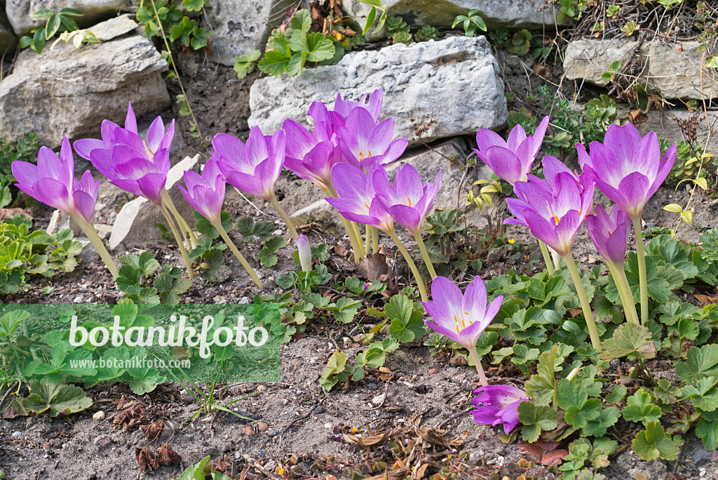 548140 - Herbstzeitlose (Colchicum Lilac Wonder)