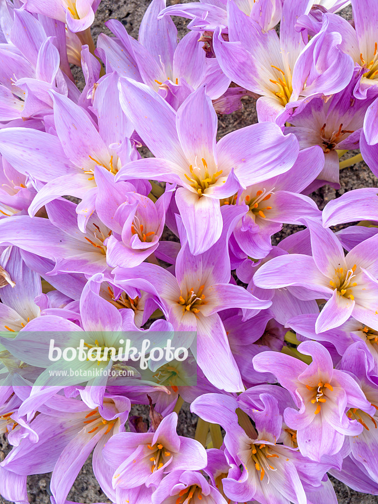 464098 - Herbstzeitlose (Colchicum speciosum)